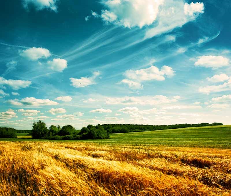 view over a corn field