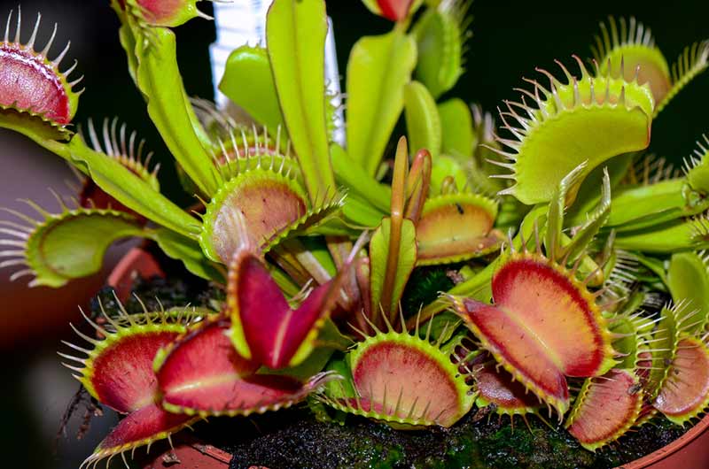 venus flytrap