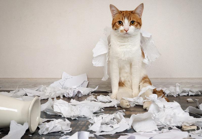 cat surrounded by ripped up paper