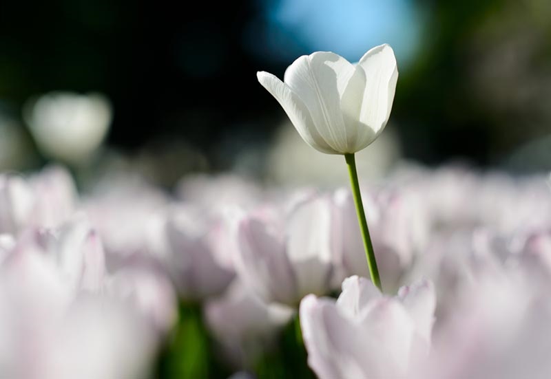 tulips