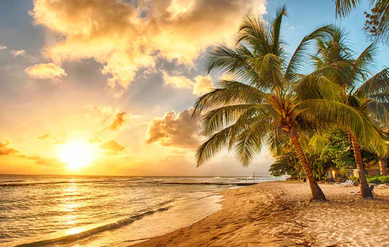 sunset on a beach with palm strees