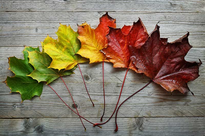 six different coloured leaves in a row