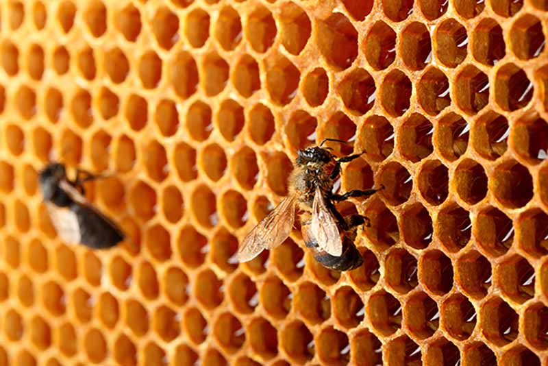 a bee on some honeycomb