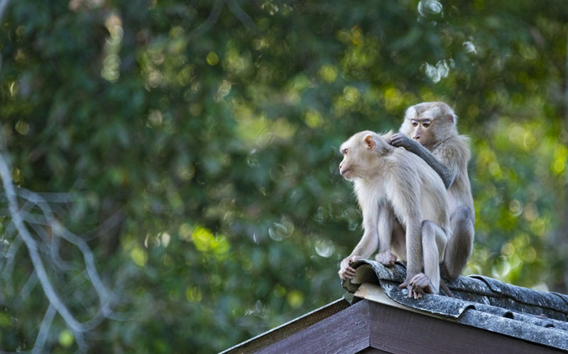 two monkeys on a roof